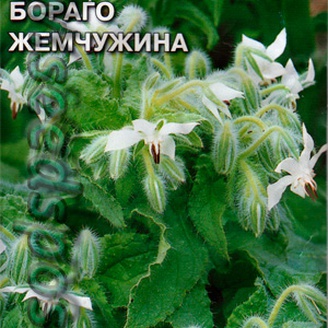 Бораго Жемчужина (огуречная трава), 1 г