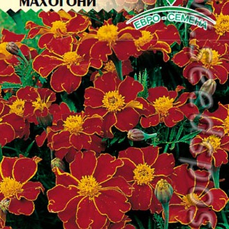 Бархатцы отклоненные Пигми Махогони, 0,1 г