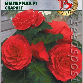 Бегония клубневая Империал Скарлет F1, 10 шт.