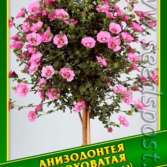 Анизодонтея Шероховатая, 0,1 г (≈ 25 шт.)