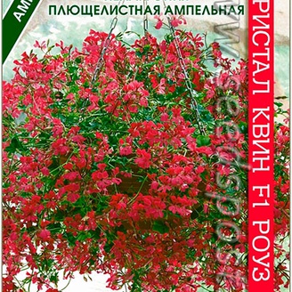 Пеларгония плющелистная ампельная Кристал Квин Роуз F1, 5 шт.