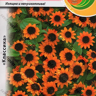 Санвиталия распростертая Яркие глазки, 0,02 г