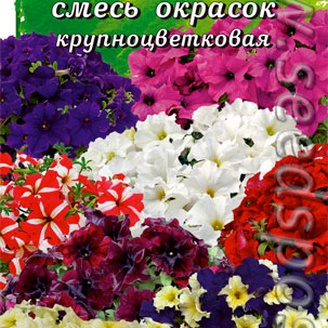 Комплиментуния крупноцветковая Смесь окрасок F1, 10 шт.