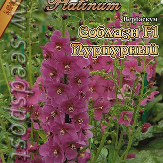 Вербаскум Соблазн Пурпурный F1, 8 шт. Platinum