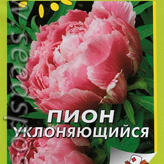Пион Уклоняющийся, 3 шт. Аптека на грядке