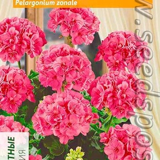 Пеларгония зональная Горизонт Роуз F1, 4 шт. Floranova