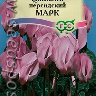 Цикламен персидский Марк, 3 шт.