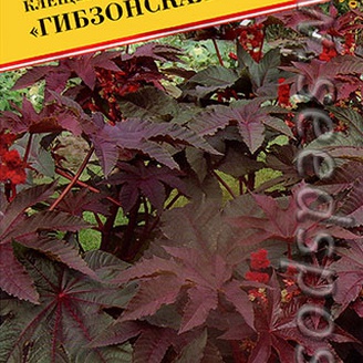 Клещевина Гибзонская, 5 шт. Голландская линия