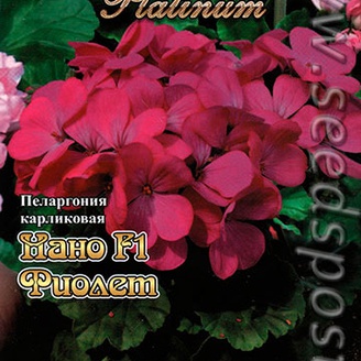 Пеларгония карликовая Нано Фиолет F1, 5 шт. Platinum 
