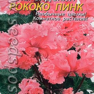 Цикламен персидский Рококо Пинк, 3 шт.