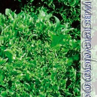 Салат листовой Фриллис, 20 шт. Seminis