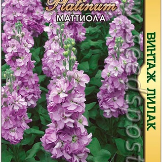 Маттиола Винтаж Лилак, 20 шт. Platinum
