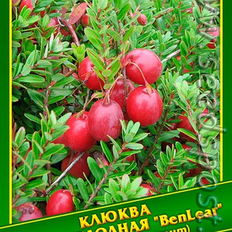 Клюква Крупноплодная «Ben Lear», 0,03 г (≈ 35 шт.)   