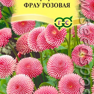 Маргаритка Фрау Розовая, 5 шт. Элитная клумба
