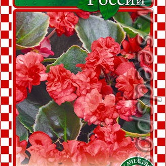 Бегония Королевская Красная, 5 шт.