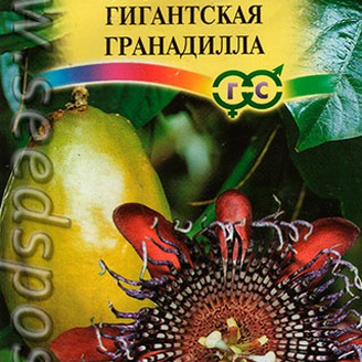 Пассифлора четырехгранная Гигантская Гранадилла, 5 шт.