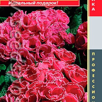 Примула бесстебельная Примлет Пикоти Роуз, 5 шт. Профессиональная коллекция