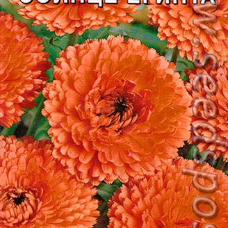 Календула махровая Солнце Египта, 0,5 г